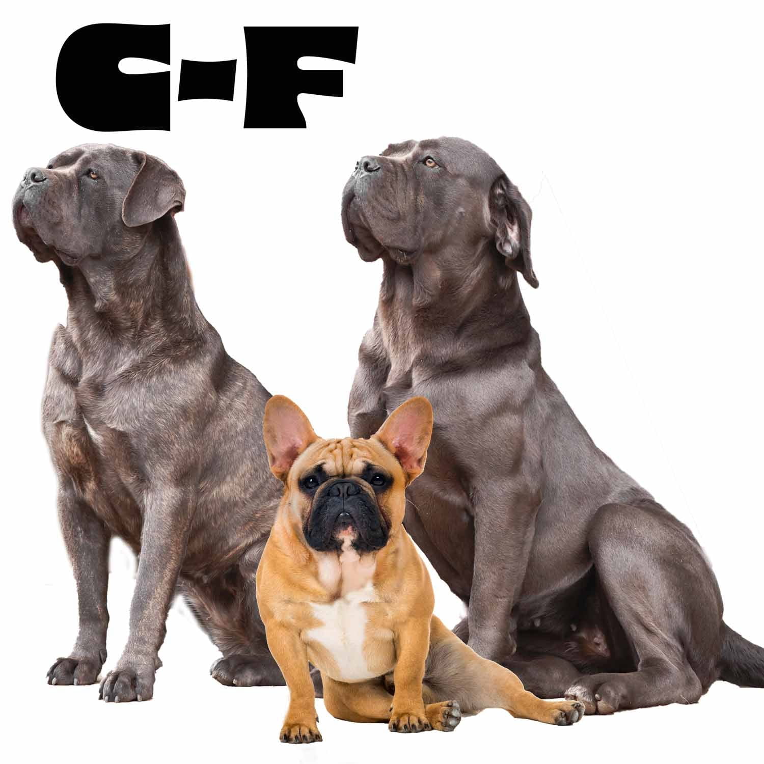 Cane Corso and French Bulldog